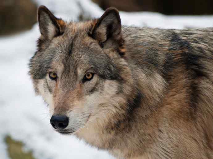 犬科:犬亚科犬属之郊狼、红狼 犬科:犬亚科犬属之郊狼、红狼