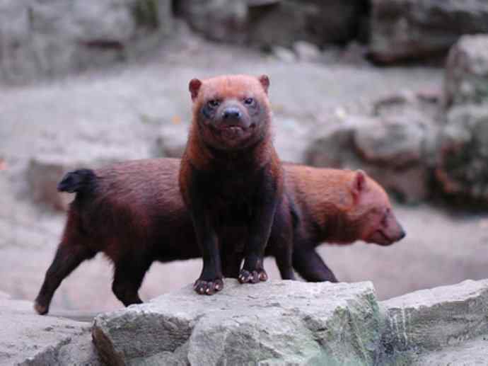 犬科：薮犬亚科薮犬属之薮犬