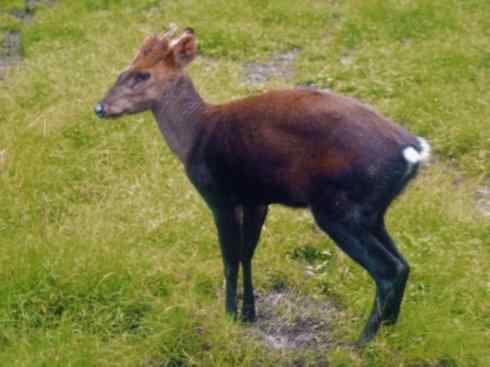 麒麟：传说的兽原型探秘（麂）