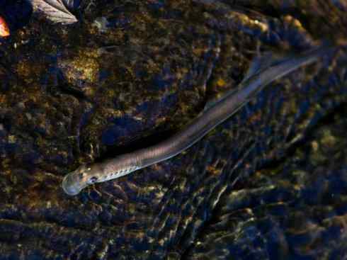 鱼类活化石：七鳃鳗