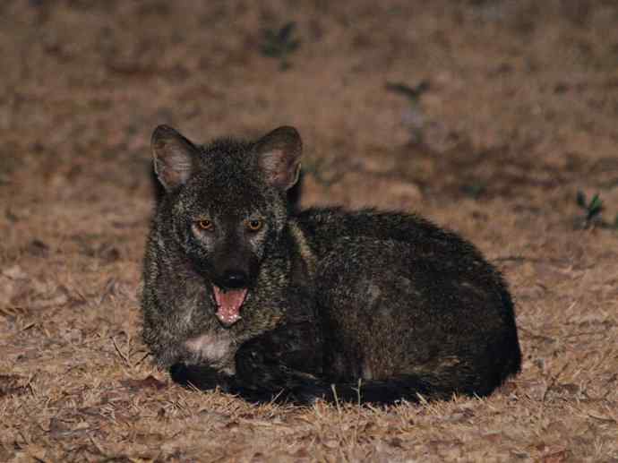 犬科：狐亚科伪狐属之高地狐、河狐、秘鲁狐