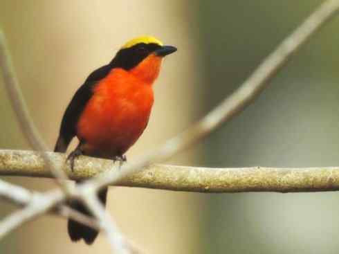 美丽无罪：雀鸟之丛伯劳