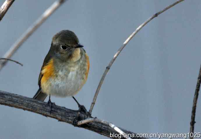 野生鸟（红肋蓝尾鸲）2