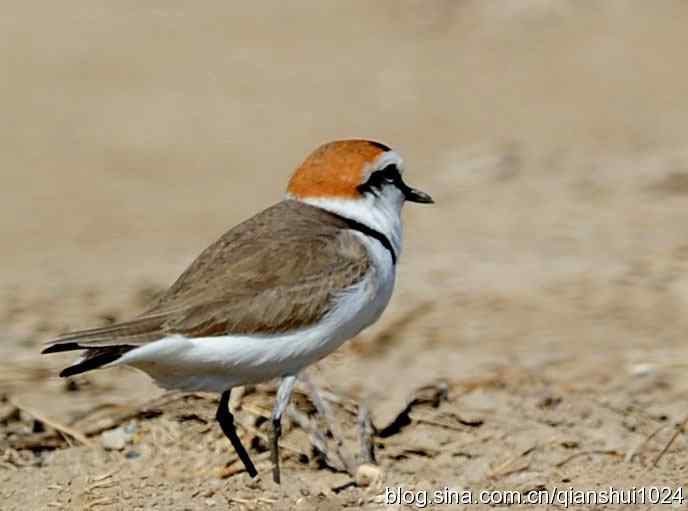 野鸭湖新拍小鸟.环颈鸻