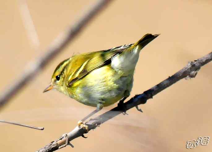 河北乐亭&nbsp;wbr路&nbsp;wbr新进账的鸟儿