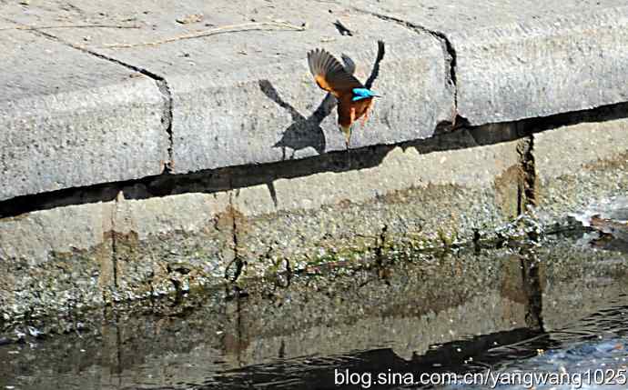 捕鱼全过程（纪实）