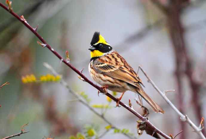 洋县两天观鸟，秦岭如此美妙！