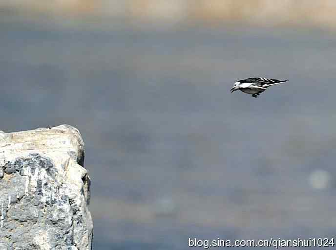 生境鸟片.风景独好