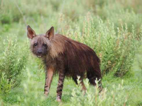 狈：传说的兽原型探秘（鬣狗）