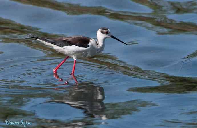 沙河生态版黑翅长脚鹬