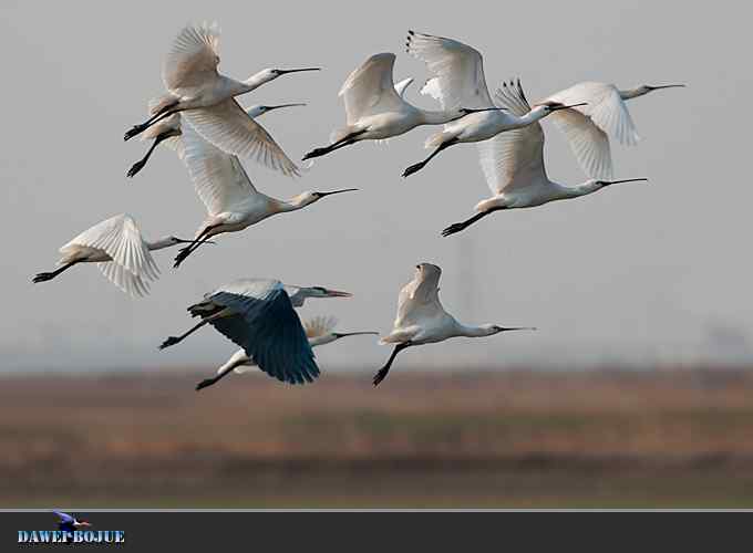 迁徙的鸟：邂逅白琵鹭