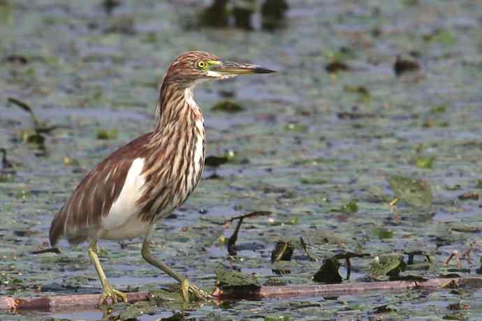 摄鸟拾趣 wbr池鹭的再邂逅
