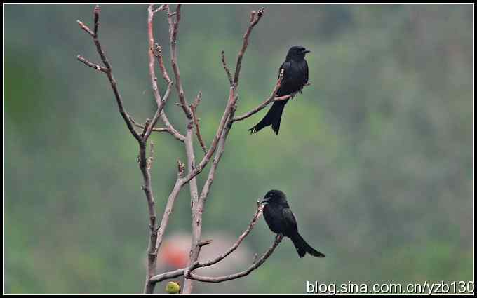 金海湖的鸟（1）鈥斺敽诰砦玻ㄗ橥迹