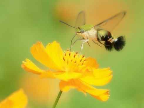 十大喜食蜂蜜动物:鬼脸天蛾 十大喜食蜂蜜动物:鬼脸天蛾