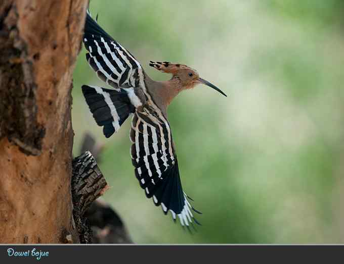 又到戴胜育雏时