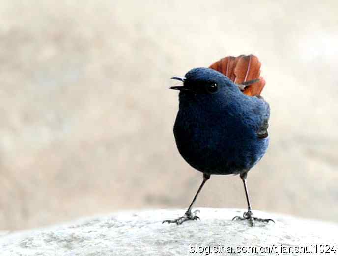 它可真能叫.十渡的红尾水鸲GG 它可真能叫.十渡的红尾水鸲GG