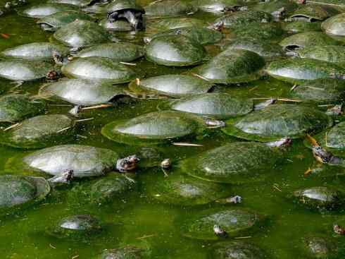 玄武：传说的兽原型探秘（侧颈龟类）