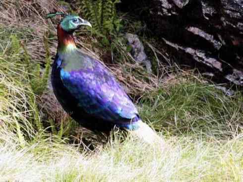 凤凰：传说中的鸟原型探秘（孔雀）
