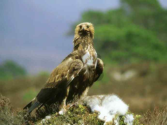 犬科：狐亚科灰狐属之灰狐、岛屿灰狐