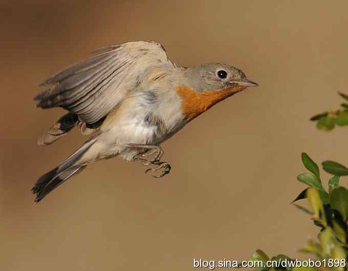 红胸姬鹟温暖的冬日