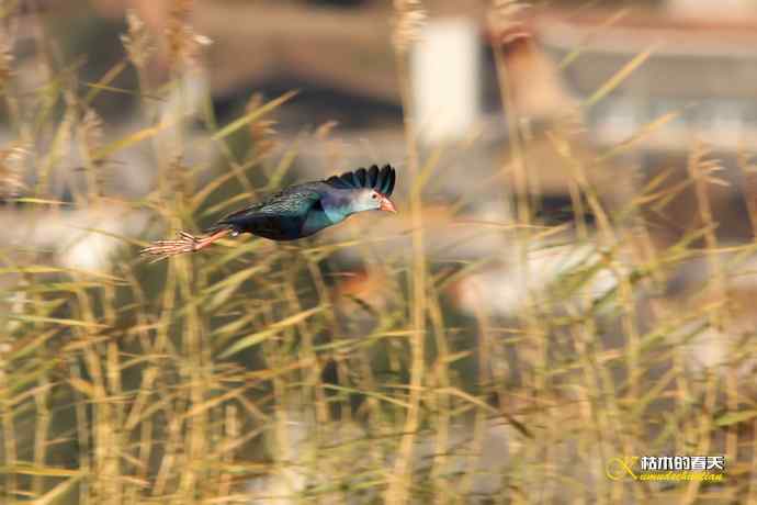 云南拍鸟：紫水鸡