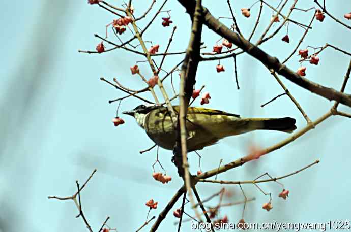 5～6级风中的白头鹎