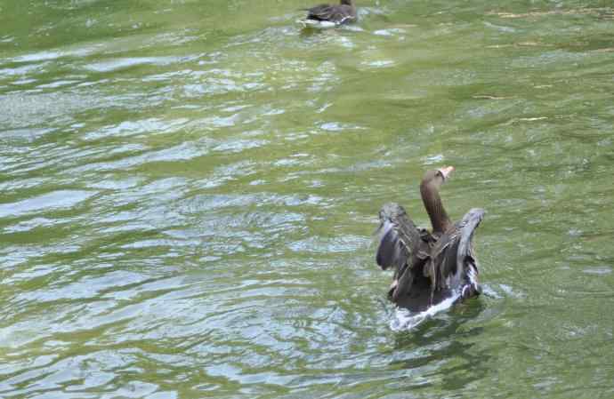 海鸥与打架的鸿雁