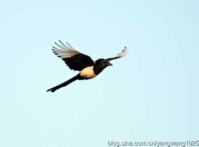 抓拍飞翔的喜鹊（习作）1