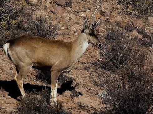 麒麟：传说的兽原型探秘（驼鹿）