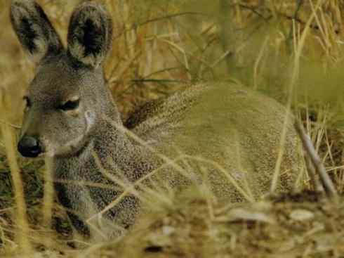 麒麟：传说的兽原型探秘（长颈鹿）
