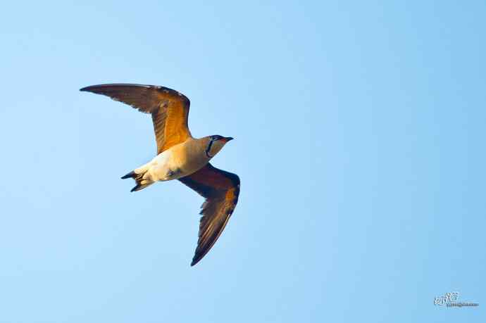 湖北襄阳的普通燕鸻