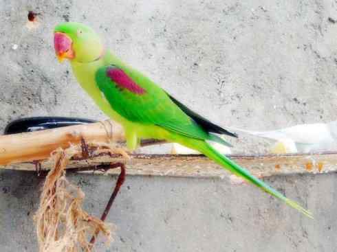 家禽驯化之源之七