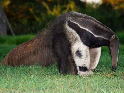 盘点十二大著名食蚁动物:食蚁兽 盘点十二大著名食蚁动物:食蚁兽