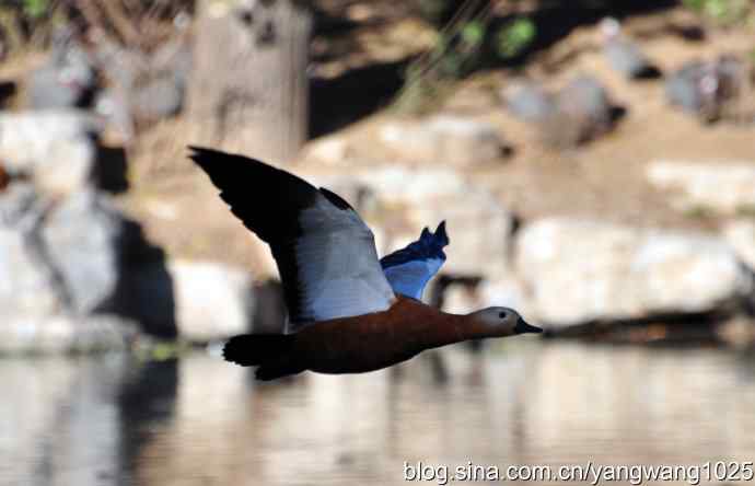 飞 wbr（赤麻鸭） wbr1