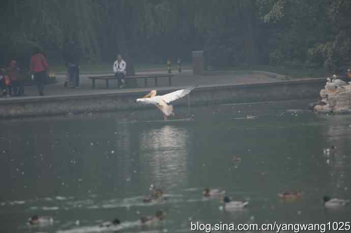 再拍鹈鹕 wbr11 再拍鹈鹕 wbr11