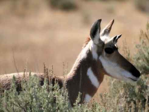 麒麟：传说的兽原型探秘（叉角羚）