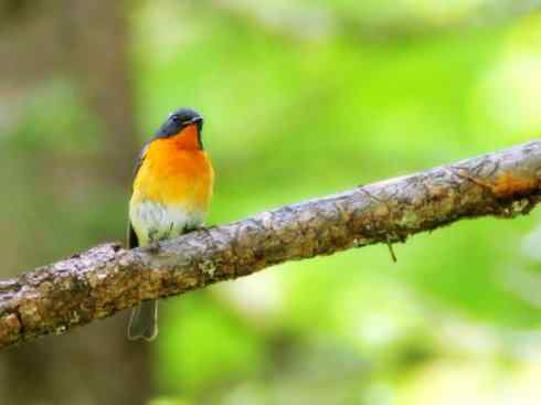 美丽无罪：雀鸟之姬鹟