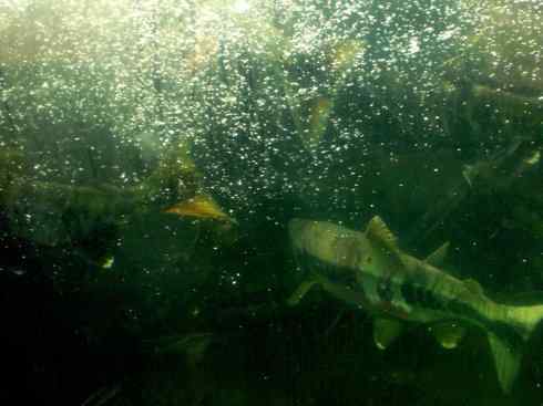 自然奇观:动物大迁徙(大马哈鱼) 自然奇观:动物大迁徙(大马哈鱼)