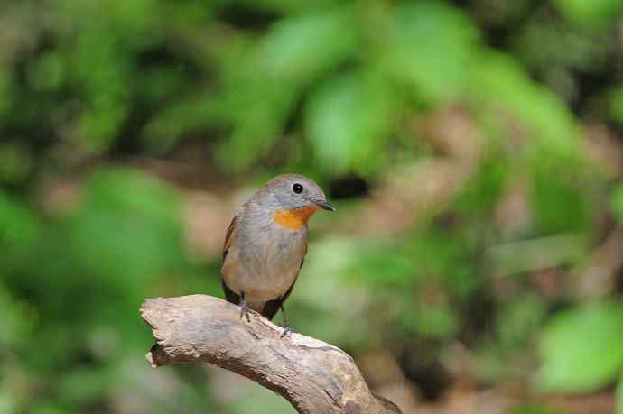 雄性红喉姬鹟（4）
