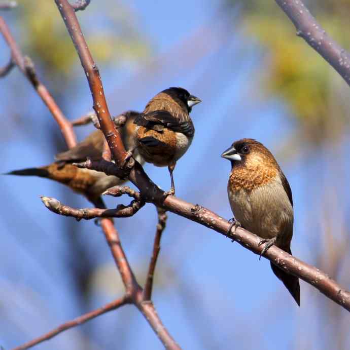拍鸟黄金季节时