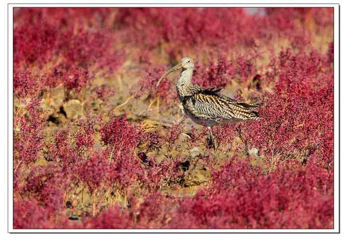红海滩里的濒危杓鹬