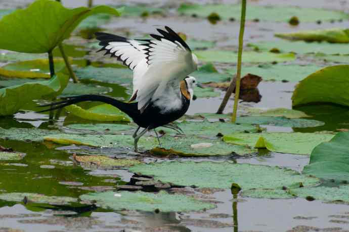 水雉：凌波一跃百媚生*