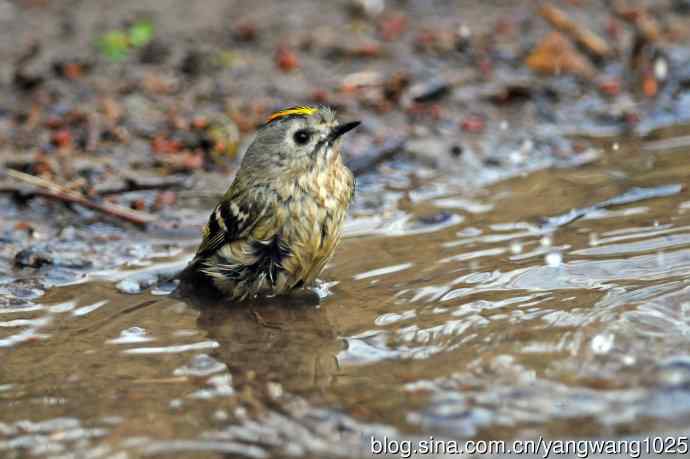 浴(戴菊鸟) 浴(戴菊鸟)