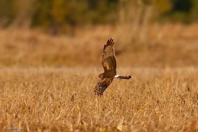 野鸭湖.夕阳下的白尾鹞