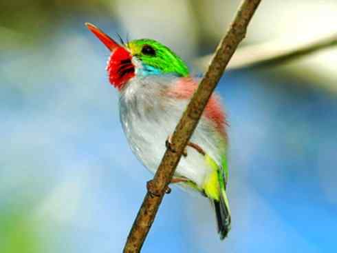 绝色攀禽：佛法僧目