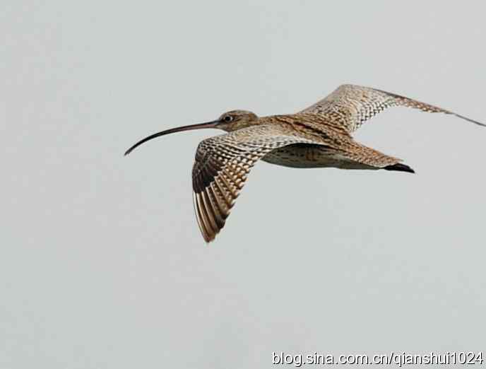 湿地观鸟.中杓鹬