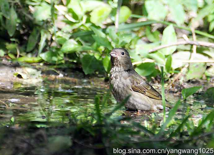 普通朱雀（雌性）