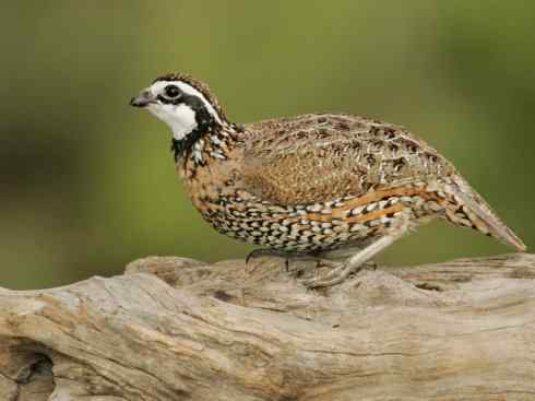 凤凰:传说中的鸟原型探秘(大眼斑雉) 凤凰:传说中的鸟原型探秘(大眼斑雉)