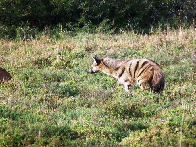 盘点十二大著名食蚁动物：土狼