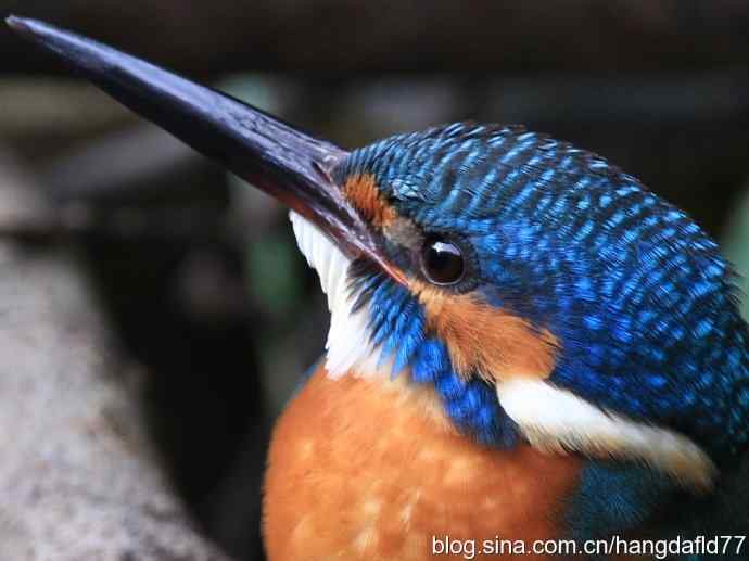 美国鸟类摄影——翠蓝精灵